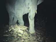 slon v pralese