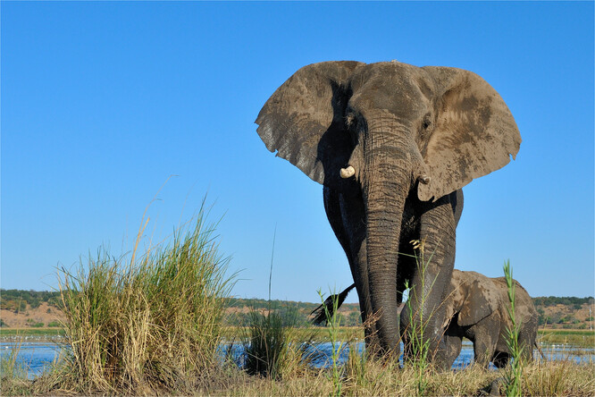 V Botswaně žije 130 000 slonů a nejčastějšími účastníky lovu jsou Američané. Méně lidí přijíždí ze Španělska, východní Evropy a Ruska.