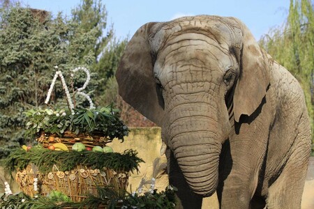 Samec Kito již také výrazně překonal váhu dalších slonů v zoo, samic Saly a Umbu. Ačkoliv jsou slonice o více než 20 let starší než Kito