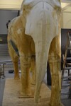 slon v muzeu