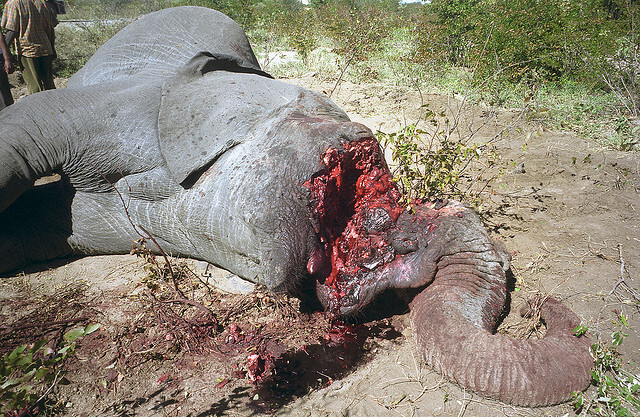 Upytlačený slon v Botsvaně.
