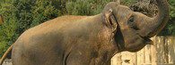 Slon v pražské ZOO