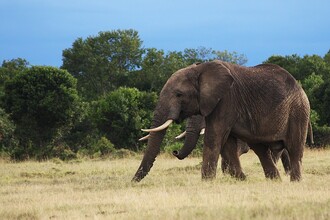 Sloni v keňské rezervaci Ol Pejeta.