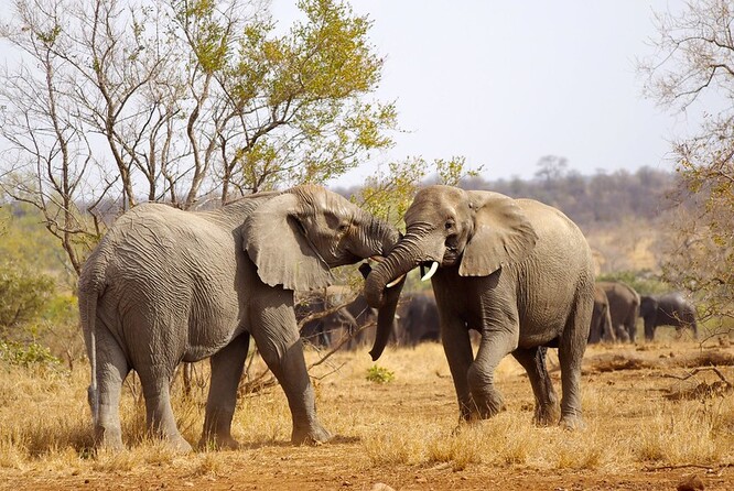 Sloni v Krugerově parku v JAR.