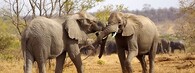 Sloni v Krugerově parku v JAR
