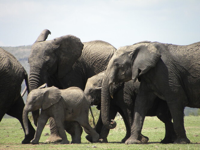 Třetina až čtvrtina všech slonů z celé Afriky je „k vidění“ botswanském v Chobe-Hwange.