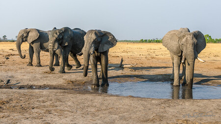 Tři muži v sobotu spatřili tři slony (dvě samičky a samce) a chtěli se s nimi vyfotit. Pokusili se je proto nahnat na místo, kde by snáze pořídili snímek.