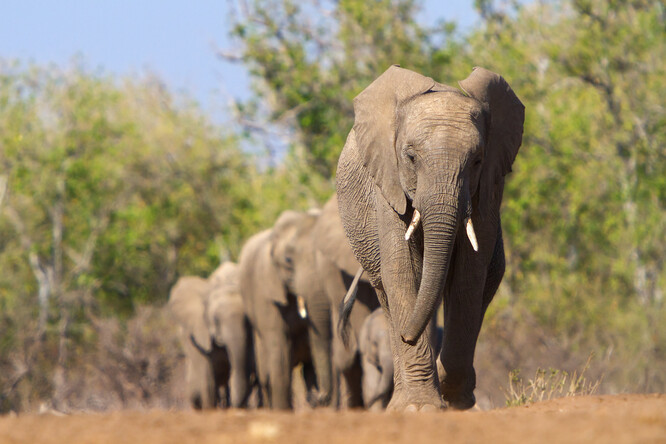 Sloni v Botswaně.