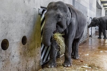 Pražská zoologická zahradase snaží, aby případná karanténa chovatelů neohrozila péči o nejnáročnější zvířata, například o slony. / Ilustrační foto
