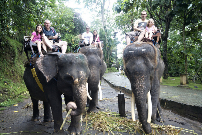 Lidé, kterým záleží na osudu slonů, proto nyní vyzývají thajské úřady, aby na situaci zareagovaly a uvolnily na záchranu chobotnatců prostředky. Další doufají, že nynější zkušenost přinese zamyšlení nad tím, jaké je postavení slonů v turistickém ruchu.