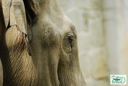 Ostravská zoologická zahrada připravila na sobotu Den pro slony. Do záchrany slonů se lidé mohou zpojit sběrem nefunkčního elektrozařízení. / Ilustrační foto