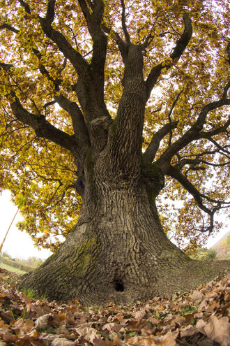 Jeden z dalších soutěžících o titul evropského stromu roku, slovenstký dub z Drnavy.