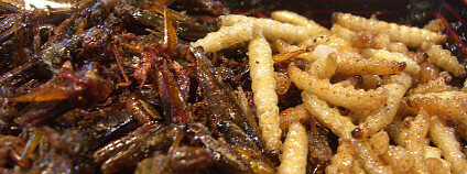 Smažené kobylky a bambusoví červi podávaní v čínském bistru Smažené kobylky a bambusoví červi podávaní v čínském bistru