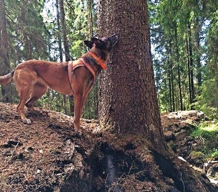 Pes podle vědců dokáže najít napadený strom už týden po náletu, a to i na vzdálenost větší než 100 metrů.