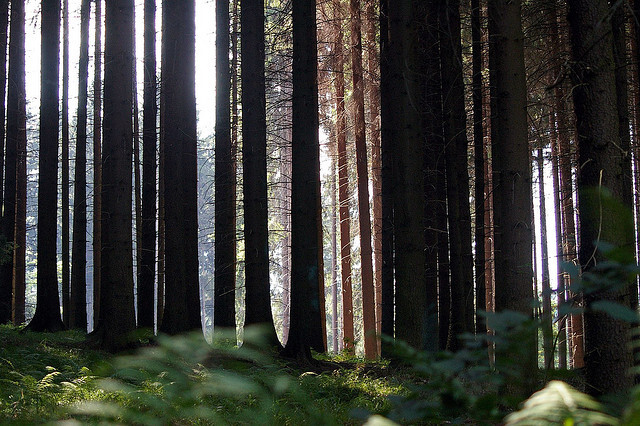 Šumavský les