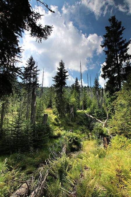 Těžba dřeva podle Českého statistického úřadu předloni v ČR vzrostla zhruba o pět procent na 16,2 milionu metrů krychlových a byla nejvyšší za posledních pět let. Výrazně vyšší byla především nahodilá těžba, která zahrnuje odstraňování polomů či likvidaci stromů napadených škůdci.