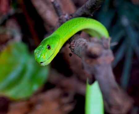 Mamba zelená je rychlý, hbitý, útočný a vysoce jedovatý stromový had, žije v západní Africe. Její jed je vysoce toxický, není-li okamžitě zahájena léčba, může pacient umřít na udušení způsobené ochrnutím dýchacího svalstva. / Ilustrační foto