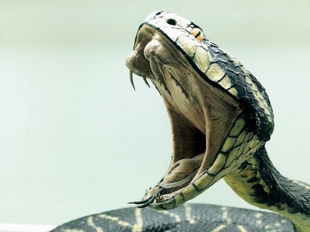 Malajsijec, který se proslavil svými schopnostmi odchytu a chovu hadů, zemřel tento týden poté, co ho uštkla kobra. / Ilustrační foto
