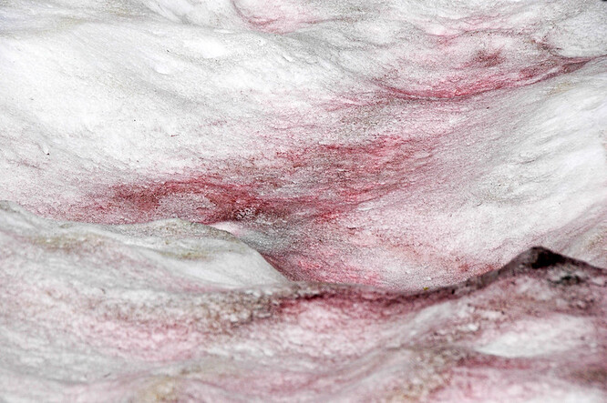 Za růžovou barvu sněhu je zodpovědná řasa druhu Chlamydomonas nivalis.