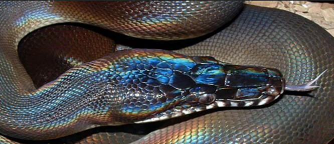 Had, na kterého vědci narazili na severu Vietnamu, byl tmavý a jeho zvláštně přisedlé šupiny pod slunečním světlem pableskovaly v odstínech modré a zelené.