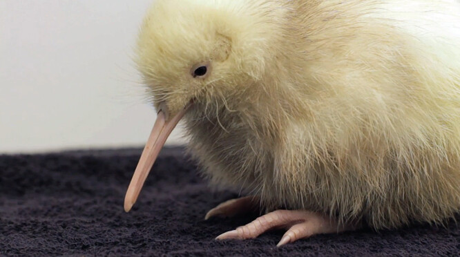 Pták se vylíhl v roce 2011 a strávil celý svůj život ve středisku na ochranu zvířat Pukaha Mount Bruce.
