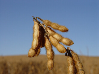 Více než polovinu plochy sójových polí v Bolívii obhospodařují jen 2 % farem