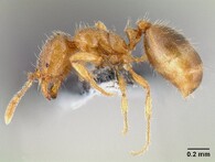mravenec Solenpospis molesta