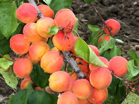 Nová odrůda pochází z křížení odrůd Velkopavlovická a Stark Early Orange, v jejímž rodokmenu je i čínský původ.