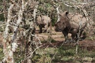 Samice jižních bílých nosorožců ve výběhu severních bílých nosorožců