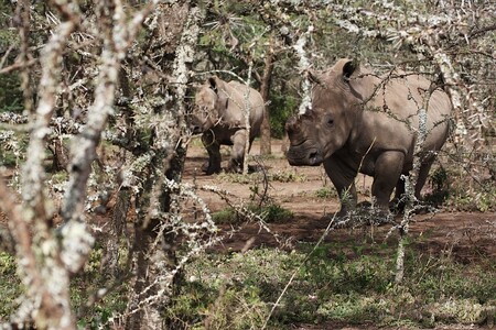 Samice jižních bílých nosorožců, které dělají ve výběhu společnost severním bílým nosorožcům Sunimu a Nájin
