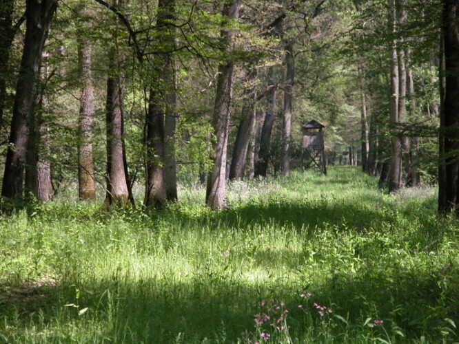 Lužní lesy na Soutoku. Ilustrační snímek.