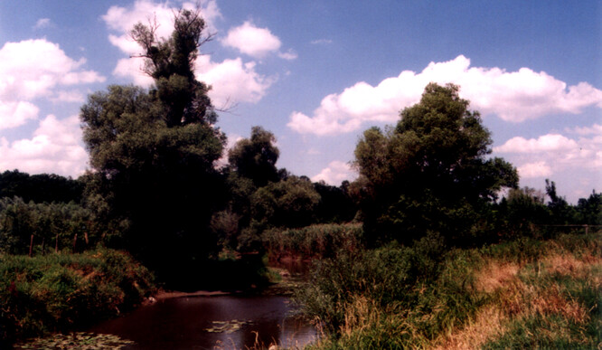 Odstavená  ramena (původně říční meandry) vzniklá napřímením toku  představují charakteristické biotopy v levobřežní části zátopového území Dyje. 