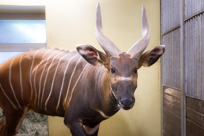 Samec bonga horského. Samec bonga horského.