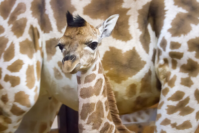 Předchozí mládě žirafy Rothschildovy se v safari parku narodilo loni 23. prosince.