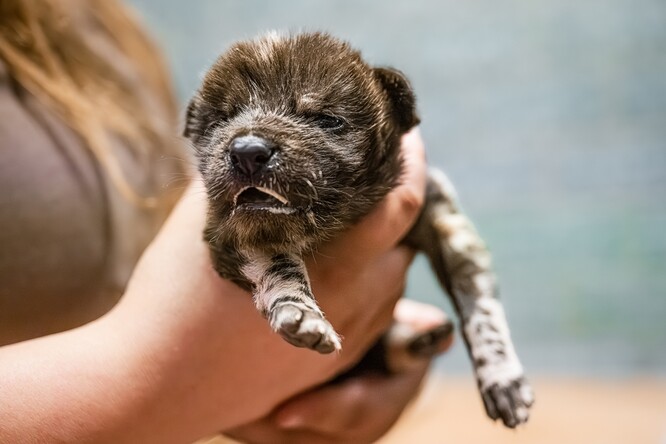 Jedináček psa hyenového. Jedináček psa hyenového.