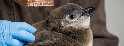 Mládě tučňáka brýlového Foto: Helena Hubáčková Safari park Dvůr králové