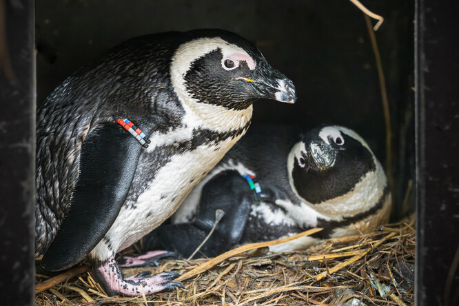 Crosby a Fleury v hnízdní budce. Crosby a Fleury v hnízdní budce.