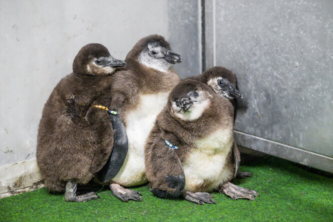 Tučňáčí mláďata v zázemí Safari parku. Tučňáčí mláďata v zázemí Safari parku.