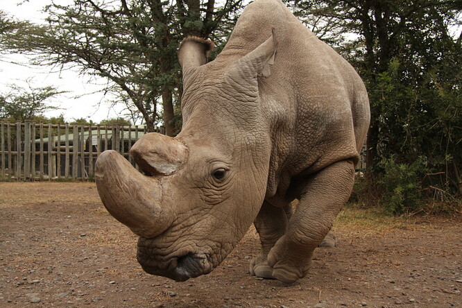Poslední samec nosorožce severního bílého Sudán.