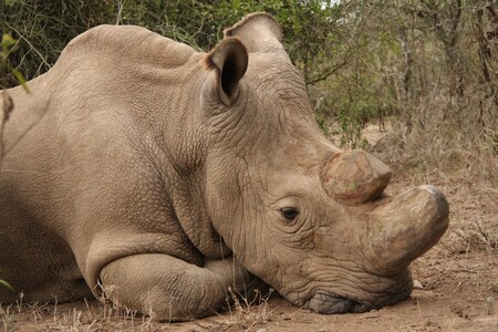 Včera odpoledne v africké Ol Pejeta zemřel poslední samec nosorožce bílého severního Sudán.