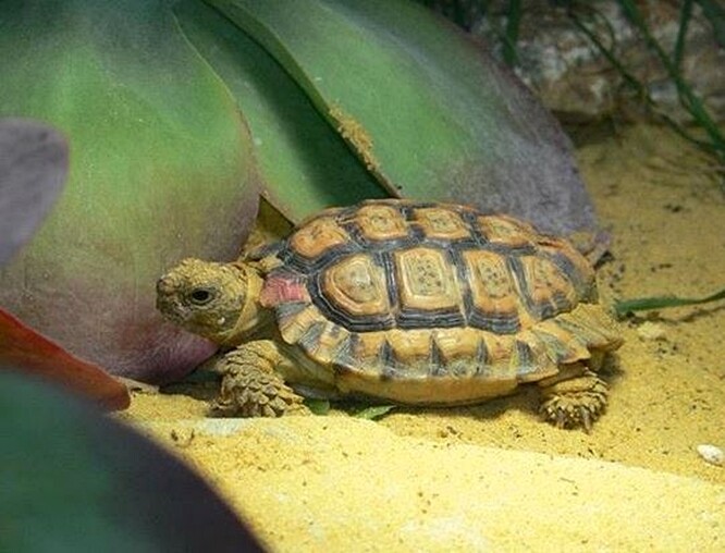 Želva trpasličí, někdy také nazývaná želvička trpasličí, dorůstá v dospělosti maximální délky osm centimetrů.