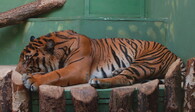 Spící tygřice v pražské zoo