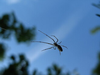 Pavouk se svou sítí. Pavouk se svou sítí.
