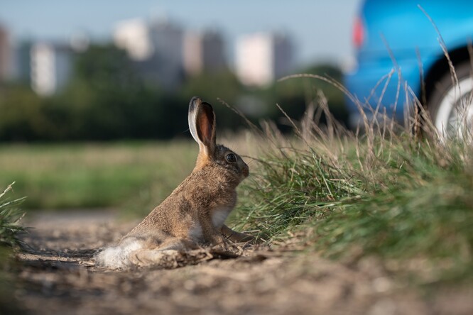 Sražená zvěř se může nacházet i dál od místa střetu. Sražená zvěř se může nacházet i dál od místa střetu.