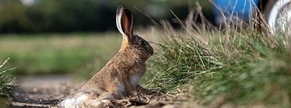Sražená zvěř se může nacházet i dál od místa střetu. Foto: DESOP Plzeň Sražená zvěř se může nacházet i dál od místa střetu. Foto: DESOP Plzeň