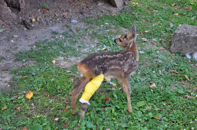 Srnčí mládě se zlomeninou zadní nohy zřejmě po napadení psem. Srnčí mládě se zlomeninou zadní nohy zřejmě po napadení psem.
