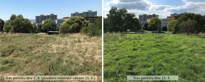 Srovnání vzhledu trávníku v době vrcholícího sucha (dne 5. 8.) a po dešti na konci září. Z obou snímků je zřejmé, že se poválením podporuje heterogenita a biodiverzita porostu.