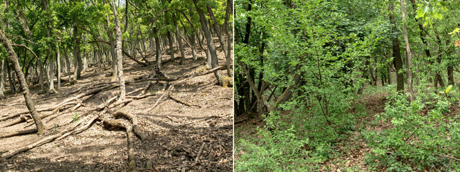 Ilustrační snímek vlivu zvěře na les z Pálavy. Šípáková doubrava v Milovickém lese - porost v oboře (vlevo) a mimo ni.