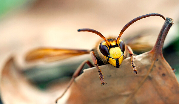 Sršeň rozhodně budí respekt svou velikostí a hlasitým bzučením. Ve skutečnosti má ale tento hmyzí obr mnohem slabší jed než vosa či včela.