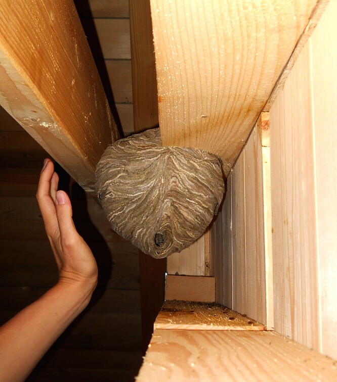 Sršni si mohou udělat své hnízdo na místě, kde jejich přítomnost tolik nevadí. V tomto případě v málo navštěvované části stodoly.